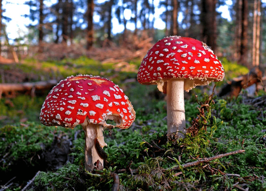 Can Fly Agaric Microdosing Transform My Life?