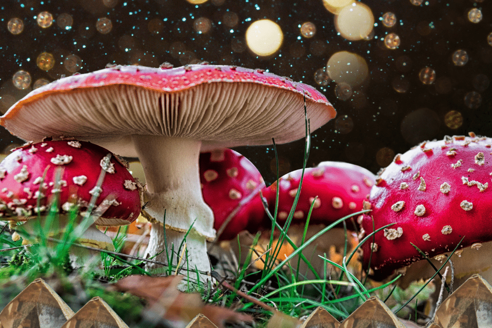 How to Dry Red Fly Agaric?